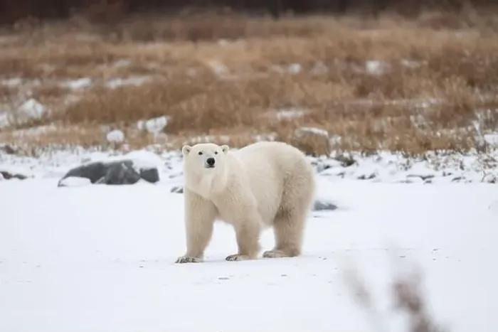 Framed Print : Polar bear on snow covered ground near the shoreline of Hudson Bay outside of Churchill, Manitoba, In winter Framed Print : Polar bear on snow covered ground near the shoreline of Hudson Bay outside of Churchill, Manitoba, In winter