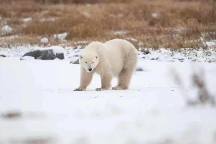 Framed Print : Polar bear on snow covered ground near the shoreline of Hudson Bay outside of Churchill, Manitoba, In winter Framed Print : Polar bear on snow covered ground near the shoreline of Hudson Bay outside of Churchill, Manitoba, In winter