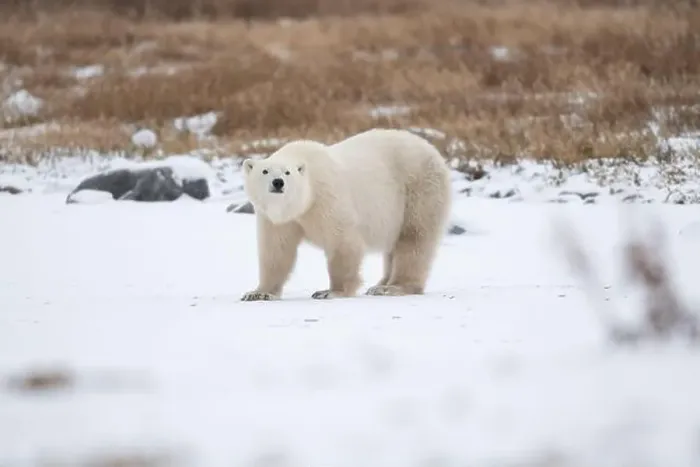 Framed Print : Polar bear on snow covered ground near the shoreline of Hudson Bay outside of Churchill, Manitoba, In winter Framed Print : Polar bear on snow covered ground near the shoreline of Hudson Bay outside of Churchill, Manitoba, In winter