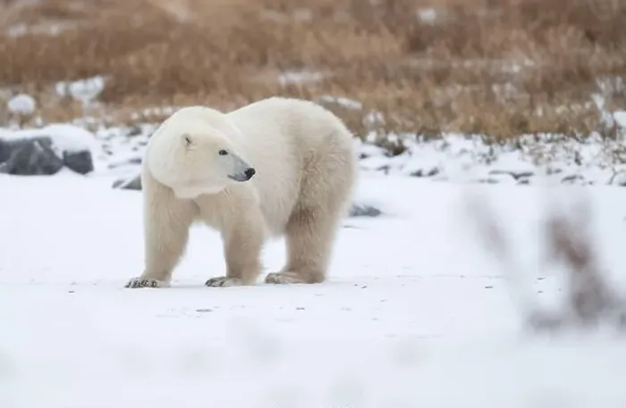 Framed Print : Polar bear on snow covered ground near the shoreline of Hudson Bay outside of Churchill, Manitoba, In winter