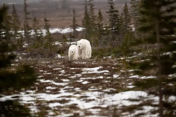 Framed Print : polar bear sow and cub walking over partially snow covered ground in November not far from Churchill Manitoba Framed Print : polar bear sow and cub walking over partially snow covered ground in November not far from Churchill Manitoba