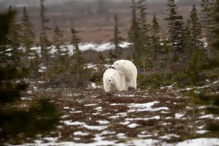 Framed Print : polar bear sow and cub walking over partially snow covered ground in November not far from Churchill Manitoba Framed Print : polar bear sow and cub walking over partially snow covered ground in November not far from Churchill Manitoba