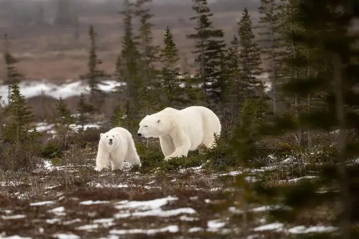 Framed Print : polar bear sow and cub walking over partially snow covered ground in November not far from Churchill Manitoba Framed Print : polar bear sow and cub walking over partially snow covered ground in November not far from Churchill Manitoba
