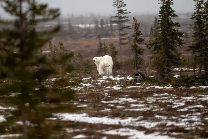 Framed Print : polar bear sow and cub walking over partially snow covered ground in November not far from Churchill Manitoba Framed Print : polar bear sow and cub walking over partially snow covered ground in November not far from Churchill Manitoba
