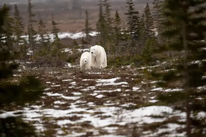 Framed Print : polar bear sow and cub walking over partially snow covered ground in November not far from Churchill Manitoba Framed Print : polar bear sow and cub walking over partially snow covered ground in November not far from Churchill Manitoba