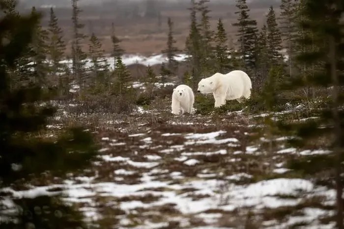 Framed Print : polar bear sow and cub walking over partially snow covered ground in November not far from Churchill Manitoba Framed Print : polar bear sow and cub walking over partially snow covered ground in November not far from Churchill Manitoba