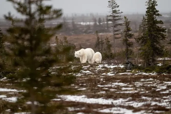 Framed Print : polar bear sow and cub walking over partially snow covered ground in November not far from Churchill Manitoba Framed Print : polar bear sow and cub walking over partially snow covered ground in November not far from Churchill Manitoba