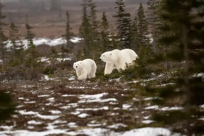 Framed Print : polar bear sow and cub walking over partially snow covered ground in November not far from Churchill Manitoba Framed Print : polar bear sow and cub walking over partially snow covered ground in November not far from Churchill Manitoba