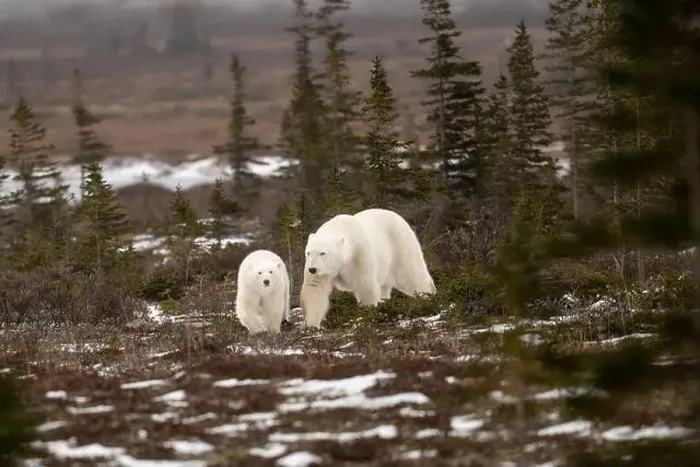 Framed Print : polar bear sow and cub walking over partially snow covered ground in November not far from Churchill Manitoba Framed Print : polar bear sow and cub walking over partially snow covered ground in November not far from Churchill Manitoba