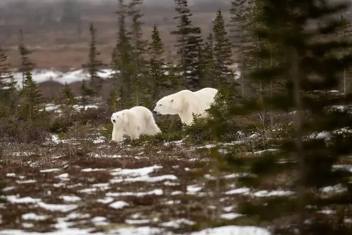 Framed Print : polar bear sow and cub walking over partially snow covered ground in November not far from Churchill Manitoba Framed Print : polar bear sow and cub walking over partially snow covered ground in November not far from Churchill Manitoba