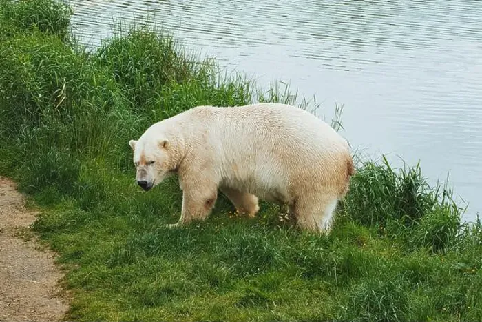 Framed Print : A polar bear standing on grassy terrain near a body of water, looking back over its shoulder Framed Print : A polar bear standing on grassy terrain near a body of water, looking back over its shoulder