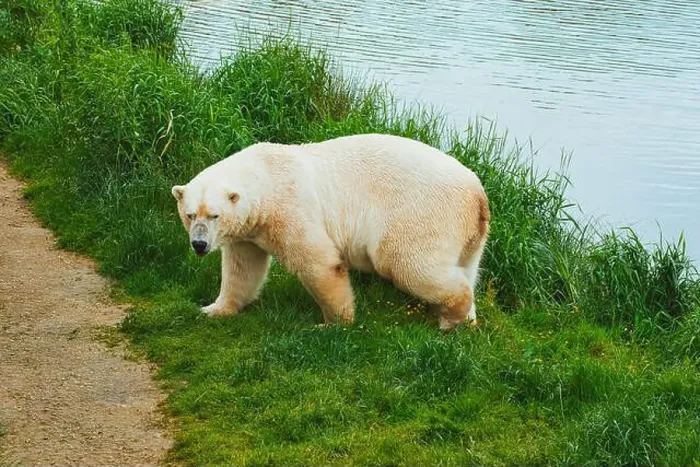 Framed Print : A polar bear standing on green grass near a body of water, looking towards the camera Framed Print : A polar bear standing on green grass near a body of water, looking towards the camera
