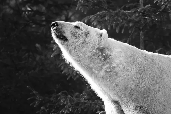 Framed Print : A polar bear standing by trees and bushes Framed Print : A polar bear standing by trees and bushes
