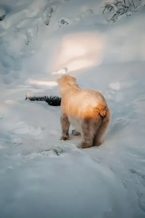 Framed Print : Polar bear stood in snow in wildlife park in Ranua, Lapland Framed Print : Polar bear stood in snow in wildlife park in Ranua, Lapland