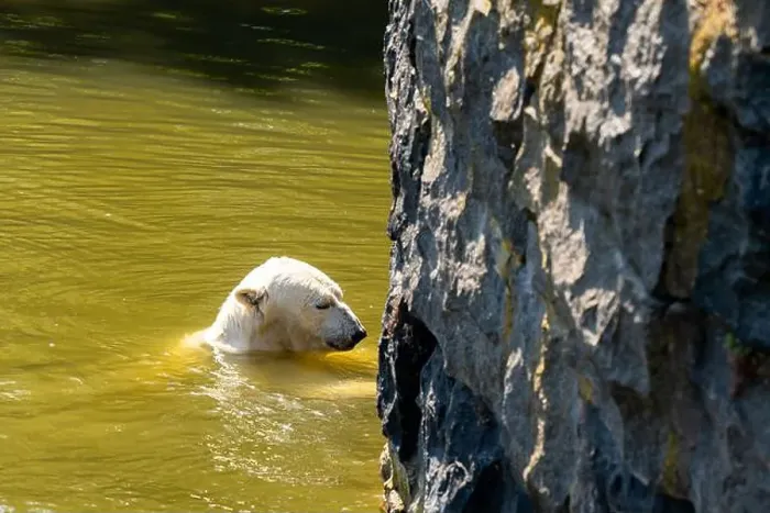Framed Print : A polar bear is swimming in a body of water next to a large rock Framed Print : A polar bear is swimming in a body of water next to a large rock
