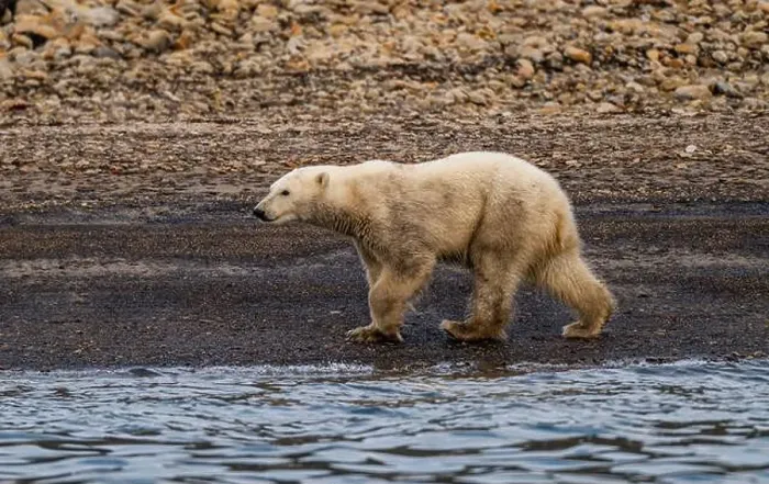 Framed Print : Polar bear (Ursus Maritimus) on Axel Heiberg island, Nunavut, Canadian Arctic, Canada, North America