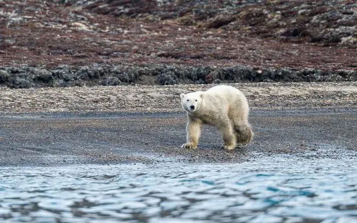Framed Print : Polar bear (Ursus Maritimus) on Axel Heiberg island, Nunavut, Canadian Arctic, Canada, North America Framed Print : Polar bear (Ursus Maritimus) on Axel Heiberg island, Nunavut, Canadian Arctic, Canada, North America