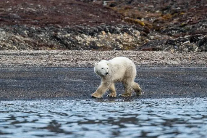 Framed Print : Polar bear (Ursus Maritimus) on Axel Heiberg island, Nunavut, Canadian Arctic, Canada, North America Framed Print : Polar bear (Ursus Maritimus) on Axel Heiberg island, Nunavut, Canadian Arctic, Canada, North America