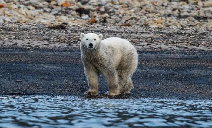 Framed Print : Polar bear (Ursus Maritimus) on Axel Heiberg island, Nunavut, Canadian Arctic, Canada, North America Framed Print : Polar bear (Ursus Maritimus) on Axel Heiberg island, Nunavut, Canadian Arctic, Canada, North America