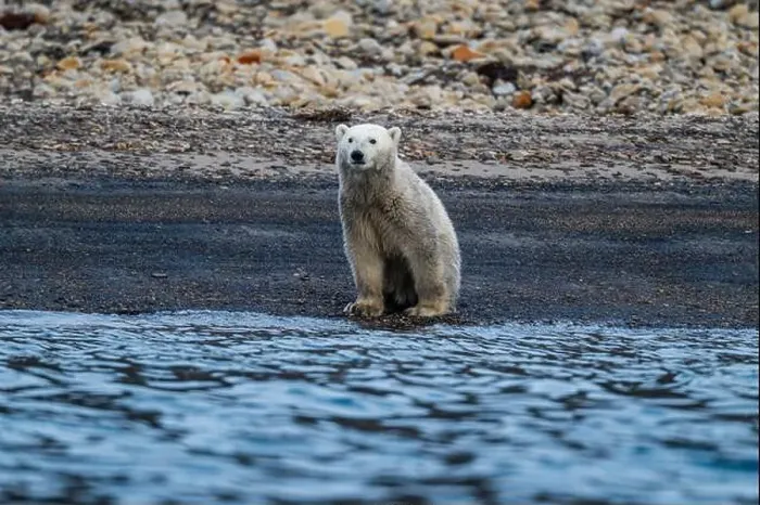 Framed Print : Polar bear (Ursus Maritimus) on Axel Heiberg island, Nunavut, Canadian Arctic, Canada, North America