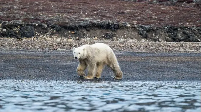 Framed Print : Polar bear (Ursus Maritimus) on Axel Heiberg island, Nunavut, Canadian Arctic, Canada, North America Framed Print : Polar bear (Ursus Maritimus) on Axel Heiberg island, Nunavut, Canadian Arctic, Canada, North America