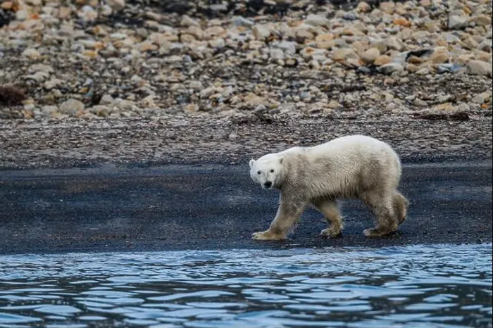 Framed Print : Polar bear (Ursus Maritimus) on Axel Heiberg island, Nunavut, Canadian Arctic, Canada, North America Framed Print : Polar bear (Ursus Maritimus) on Axel Heiberg island, Nunavut, Canadian Arctic, Canada, North America