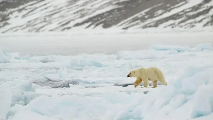 Framed Print : Polar bear (Ursus maritimus) on ice and snow, Svalbard, Norway Framed Print : Polar bear (Ursus maritimus) on ice and snow, Svalbard, Norway