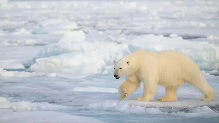 Framed Print : Polar bear (Ursus maritimus) on ice and snow, Svalbard, Norway