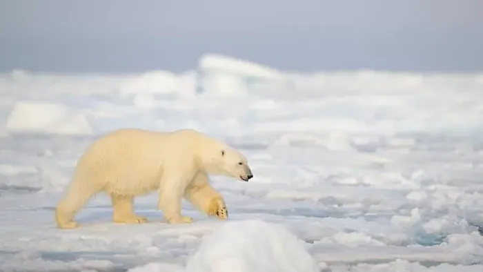 Framed Print : Polar bear (Ursus maritimus) on ice and snow, Svalbard, Norway