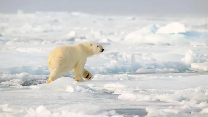 Framed Print : Polar bear (Ursus maritimus) on ice and snow, Svalbard, Norway Framed Print : Polar bear (Ursus maritimus) on ice and snow, Svalbard, Norway