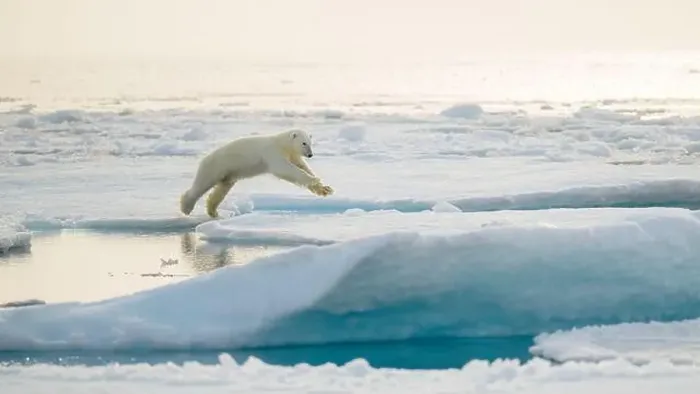 Framed Print : Polar bear (Ursus maritimus) on ice and snow, Svalbard, Norway Framed Print : Polar bear (Ursus maritimus) on ice and snow, Svalbard, Norway