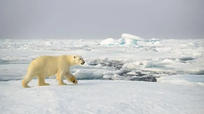Framed Print : Polar bear (Ursus maritimus) on ice and snow, Svalbard, Norway