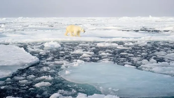Framed Print : Polar bear (Ursus maritimus) on ice and snow, Svalbard, Norway Framed Print : Polar bear (Ursus maritimus) on ice and snow, Svalbard, Norway