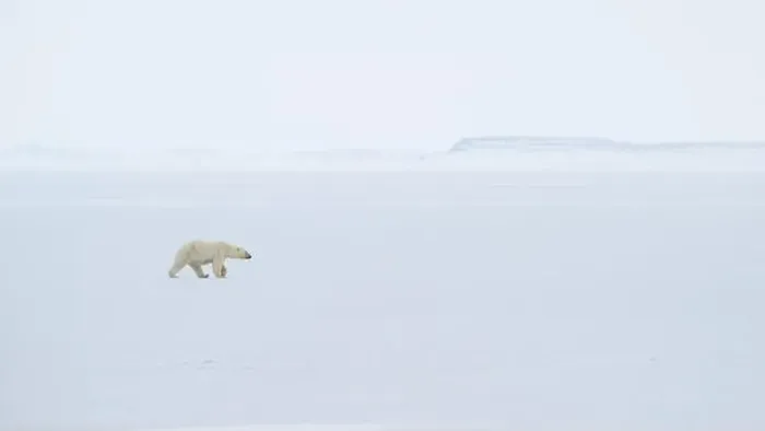 Framed Print : Polar bear (Ursus maritimus) on ice and snow, Svalbard, Norway Framed Print : Polar bear (Ursus maritimus) on ice and snow, Svalbard, Norway