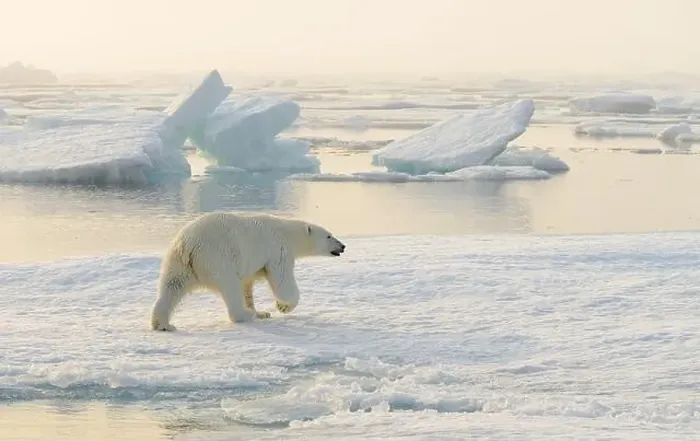 Framed Print : Polar bear (Ursus maritimus) on ice and snow, Svalbard, Norway