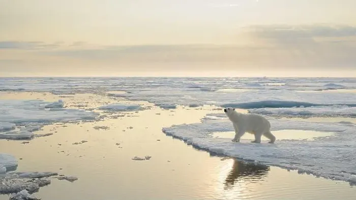Framed Print : Polar bear (Ursus maritimus) on ice and snow, Svalbard, Norway Framed Print : Polar bear (Ursus maritimus) on ice and snow, Svalbard, Norway