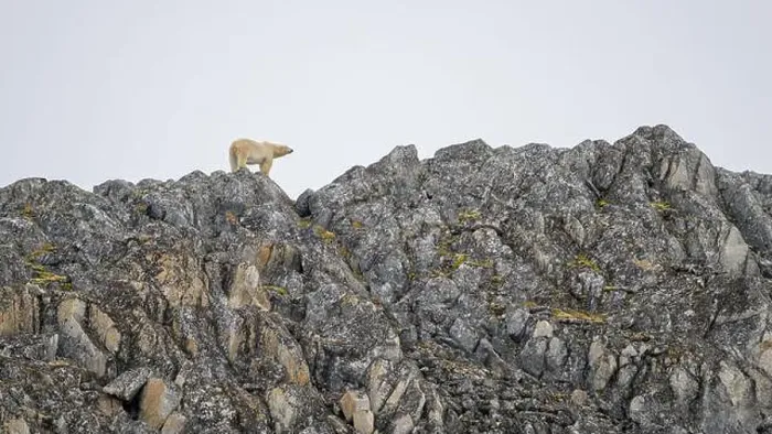 Framed Print : Polar bear (Ursus maritimus) on land in summer, Svalbard, Norway Framed Print : Polar bear (Ursus maritimus) on land in summer, Svalbard, Norway