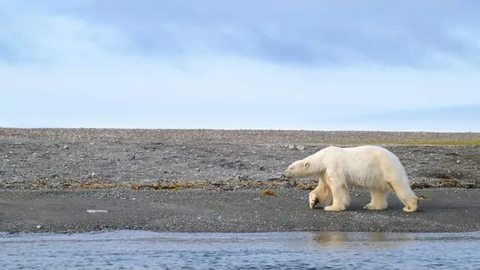 Framed Print : Polar bear (Ursus maritimus) on land in summer, Svalbard, Norway Framed Print : Polar bear (Ursus maritimus) on land in summer, Svalbard, Norway