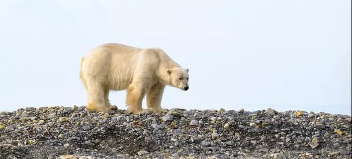 Framed Print : Polar bear (Ursus maritimus) on land in summer, Svalbard, Norway Framed Print : Polar bear (Ursus maritimus) on land in summer, Svalbard, Norway