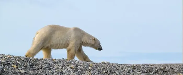 Framed Print : Polar bear (Ursus maritimus) on land in summer, Svalbard, Norway Framed Print : Polar bear (Ursus maritimus) on land in summer, Svalbard, Norway