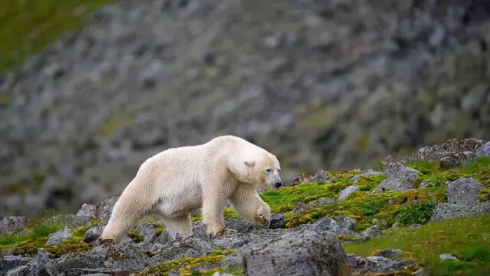 Framed Print : Polar bear (Ursus maritimus) on land in summer, Svalbard, Norway Framed Print : Polar bear (Ursus maritimus) on land in summer, Svalbard, Norway