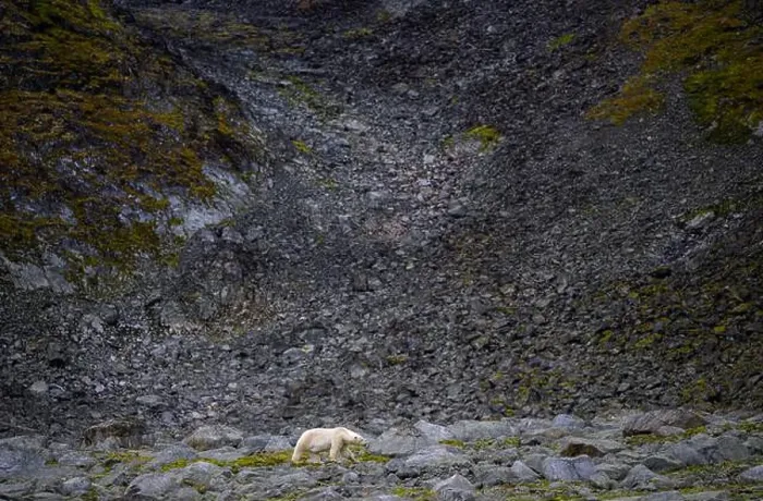 Framed Print : Polar bear (Ursus maritimus) on land in summer, Svalbard, Norway Framed Print : Polar bear (Ursus maritimus) on land in summer, Svalbard, Norway