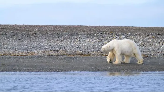 Framed Print : Polar bear (Ursus maritimus) on land in summer, Svalbard, Norway Framed Print : Polar bear (Ursus maritimus) on land in summer, Svalbard, Norway