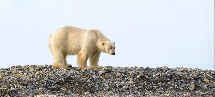 Framed Print : Polar bear (Ursus maritimus) on land in summer, Svalbard, Norway Framed Print : Polar bear (Ursus maritimus) on land in summer, Svalbard, Norway