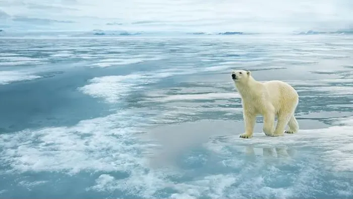 Framed Print : A polar bear (Ursus maritimus) stands on ice in a snowy and cold Arctic environment. Greenland Framed Print : A polar bear (Ursus maritimus) stands on ice in a snowy and cold Arctic environment. Greenland
