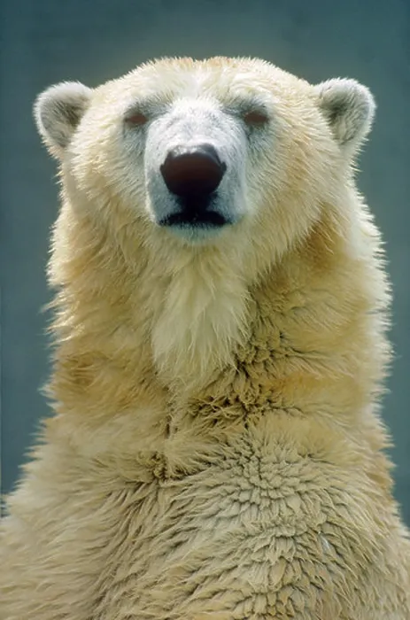 Framed Print : Polar Bear (Ursus maritimus, Thalarctos maritimus), portrait Framed Print : Polar Bear (Ursus maritimus, Thalarctos maritimus), portrait
