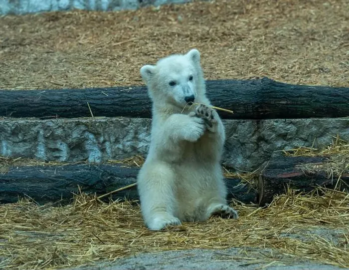 Framed Print : Polar bear (Ursus maritimus) yearling Cup at the Karlsruhe Zoo. Mika is born on 2 November 2024 Framed Print : Polar bear (Ursus maritimus) yearling Cup at the Karlsruhe Zoo. Mika is born on 2 November 2024