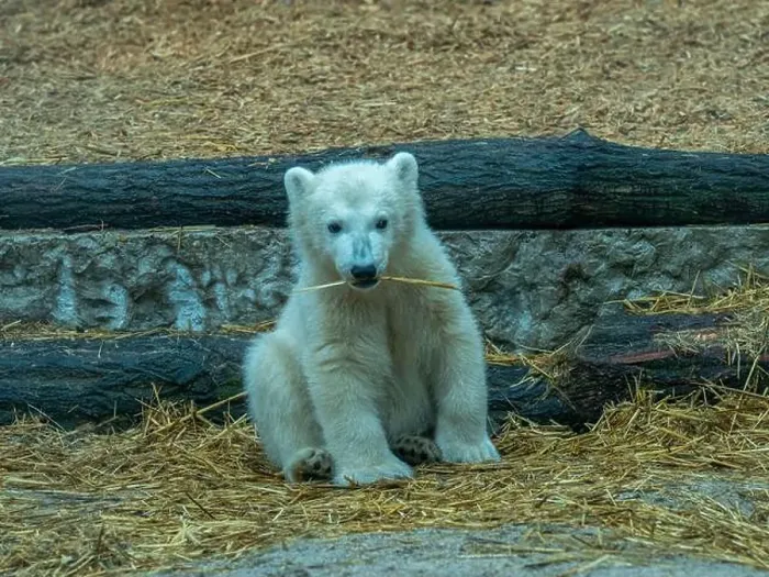 Framed Print : Polar bear (Ursus maritimus) yearling Cup at the Karlsruhe Zoo. Mika is born on 2 November 2024 Framed Print : Polar bear (Ursus maritimus) yearling Cup at the Karlsruhe Zoo. Mika is born on 2 November 2024
