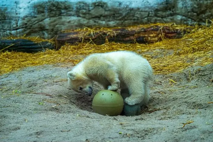 Framed Print : Polar bear (Ursus maritimus) yearling Cup at the Karlsruhe Zoo. Mika is born on 2 November 2024 Framed Print : Polar bear (Ursus maritimus) yearling Cup at the Karlsruhe Zoo. Mika is born on 2 November 2024