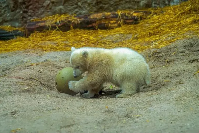 Framed Print : Polar bear (Ursus maritimus) yearling Cup at the Karlsruhe Zoo. Mika is born on 2 November 2024 Framed Print : Polar bear (Ursus maritimus) yearling Cup at the Karlsruhe Zoo. Mika is born on 2 November 2024